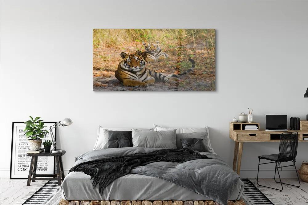 Obraz na akrylátovom skle Tigers 140x70 cm