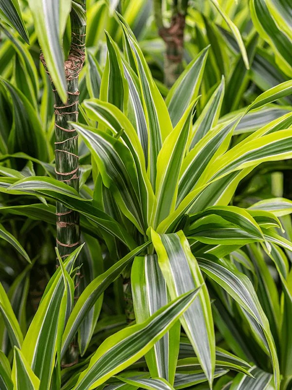 Dracaena fragrans "Lemon Lime" 45-15 Pots. 15/19 výška 90 cm