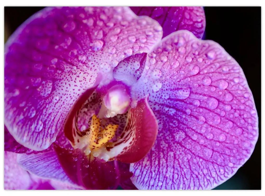 Detailný sklenený obraz kvetu orchidey (70x50 cm)