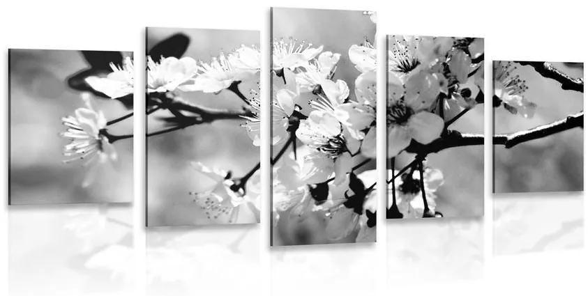 5-dielny obraz čerešňový kvet v čiernobielom prevedení Varianta: 100x50