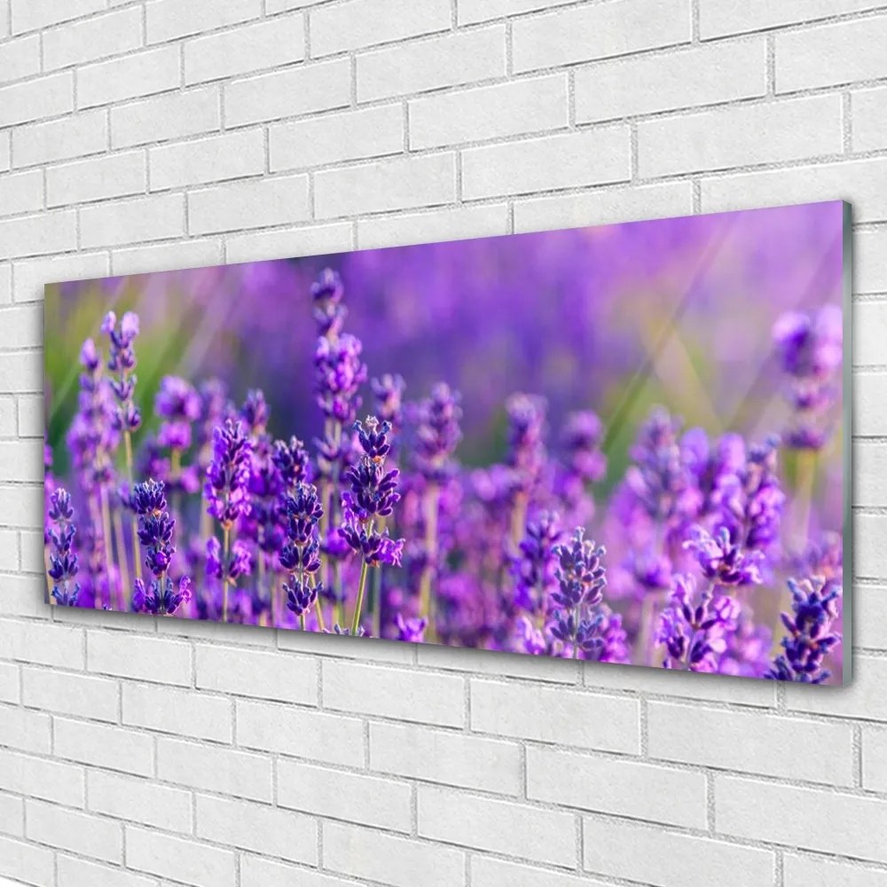 Obraz plexi Pole fialová levanduľa 125x50 cm