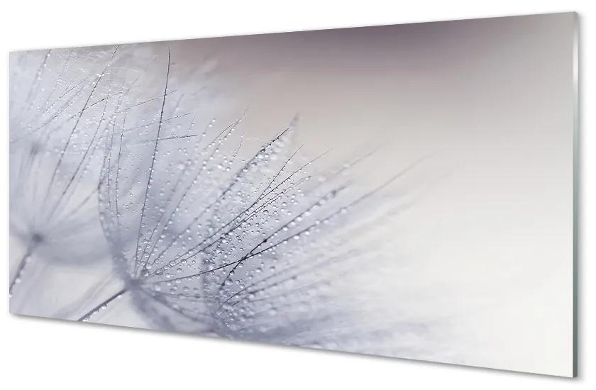Obraz na skle Kvapky rosy púpavy 100x50 cm