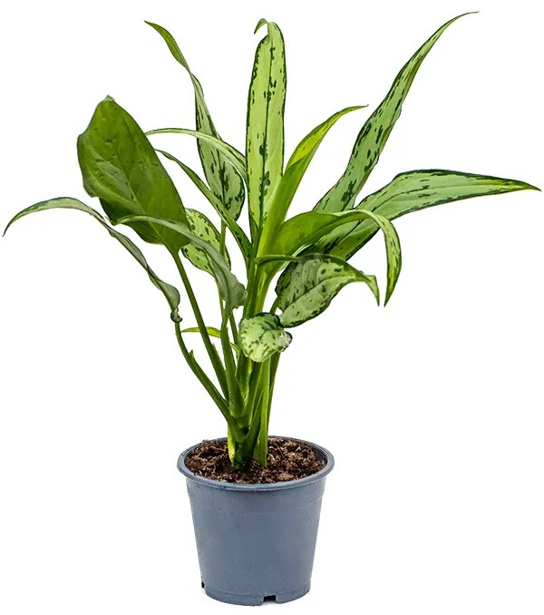 Aglaonema cutlass 6/tray 12x35 cm