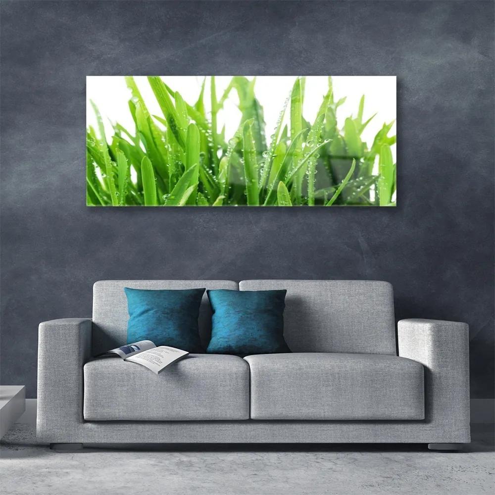 Obraz na akrylátovom skle Tráva rastlina 125x50 cm