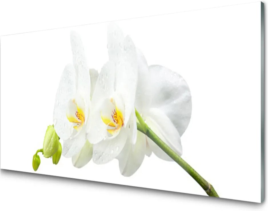 Obraz plexi Plátky Kvet Bíla Orchidea