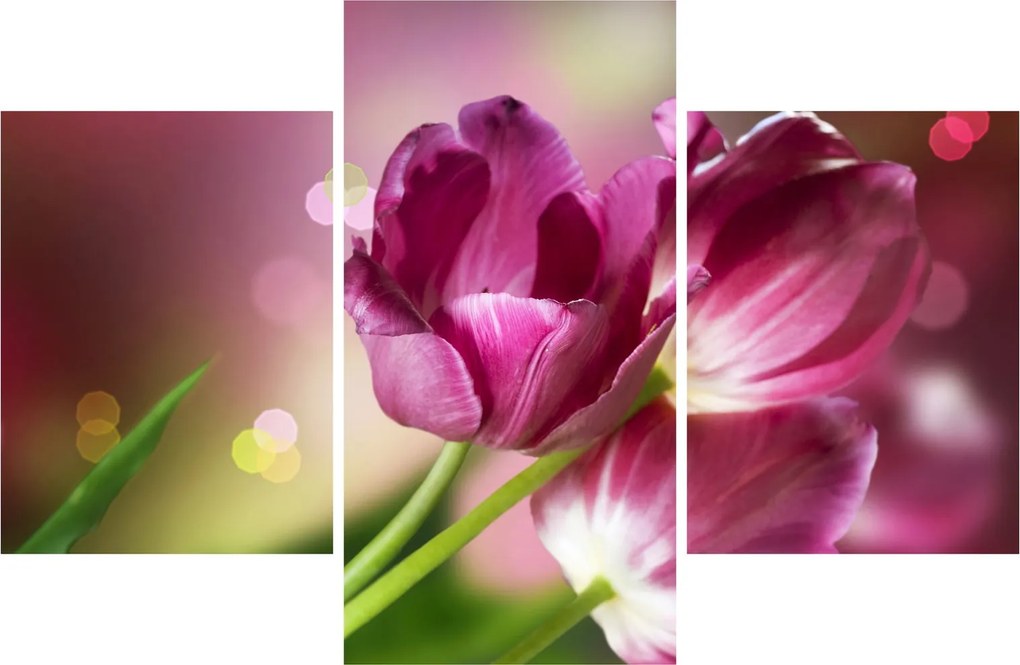 Obraz ružových tulipánov (90x60 cm)
