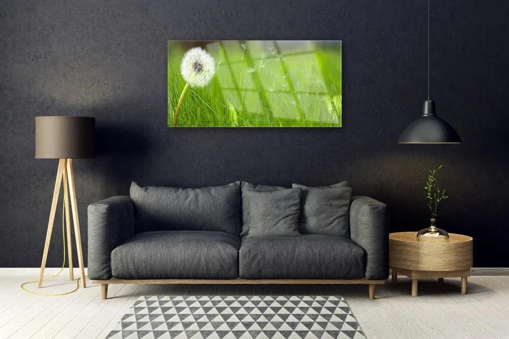 Obraz na skle Púpava tráva rastlina 125x50 cm