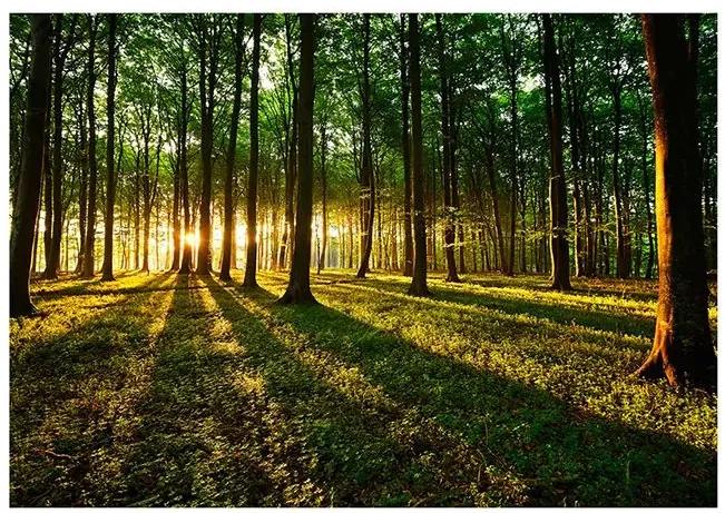 Fototapeta - Spring: Morning in the Forest Veľkosť: 200x140, Verzia: Standard