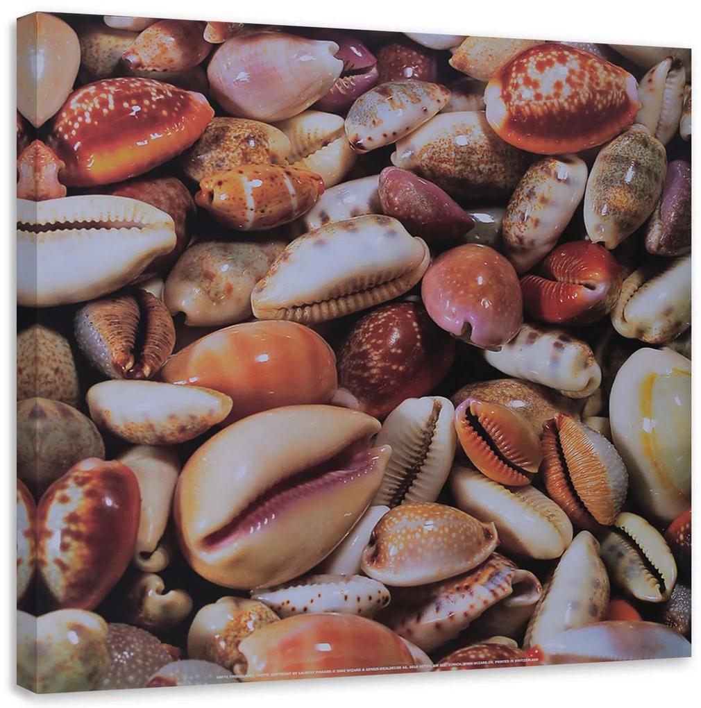 Gario Obraz na plátne Malé mušle zblízka Rozmery: 30 x 30 cm