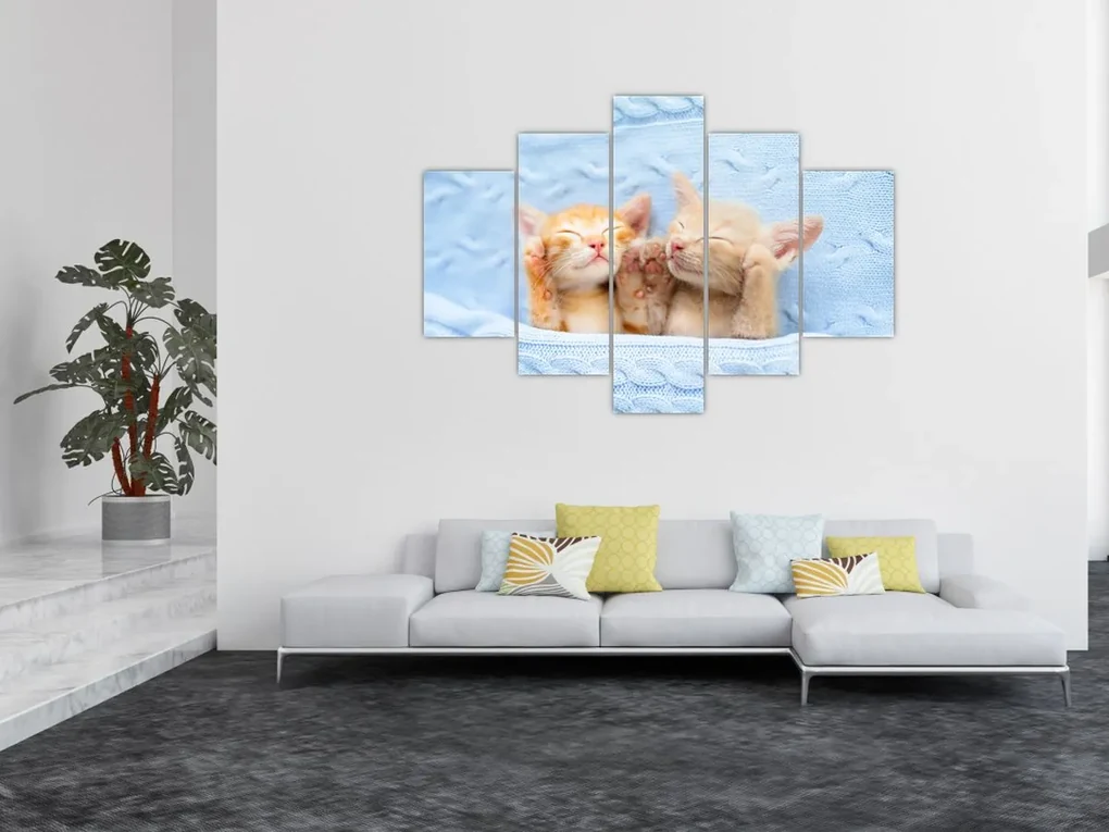 Obraz - Spiace mačiatka (150x105 cm)