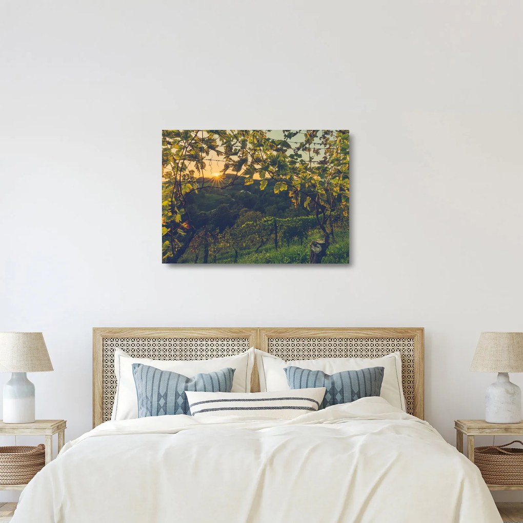 Sklenený obraz - Vinice (70x50 cm)