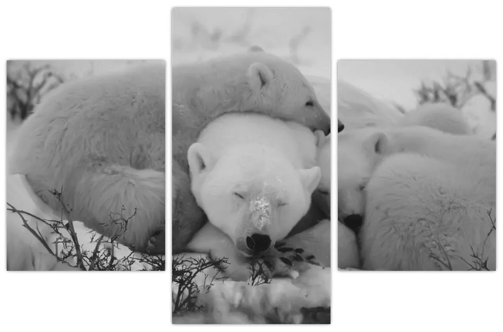 Obraz - Ľadové medvedíky, čiernobiela (90x60 cm)