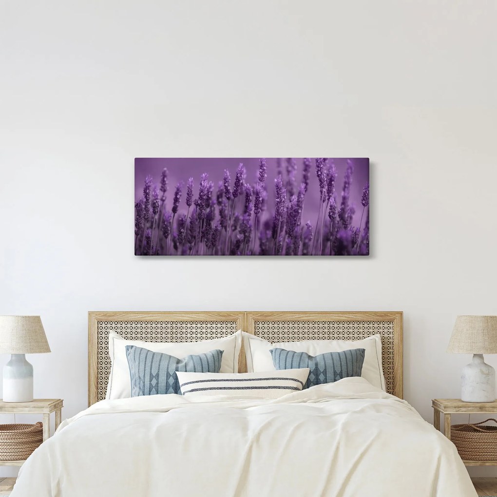 Obraz - Levanduľa (120x50 cm)