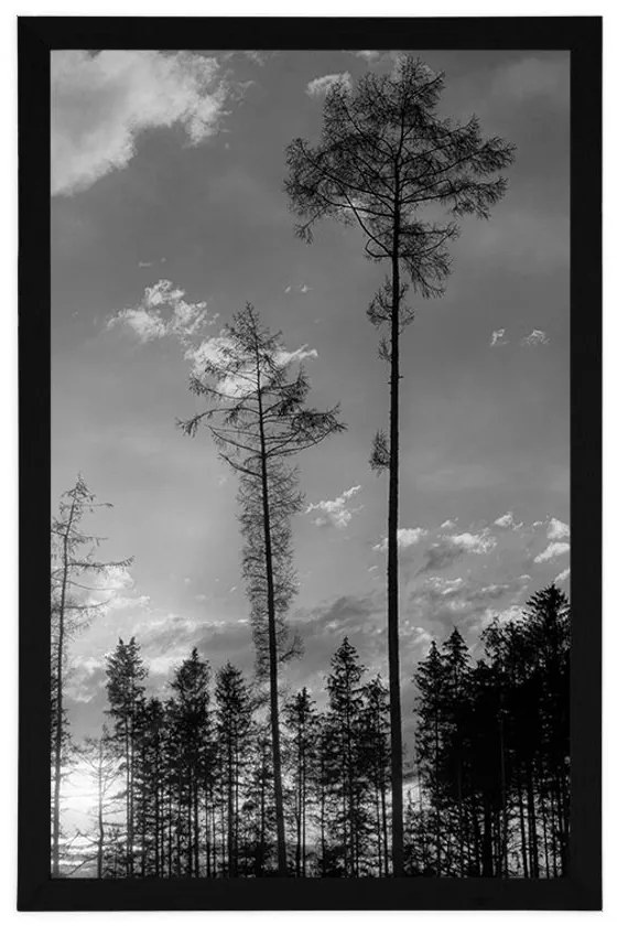 Plagát podvečer v lese v čiernobielom prevedení - 40x60 black