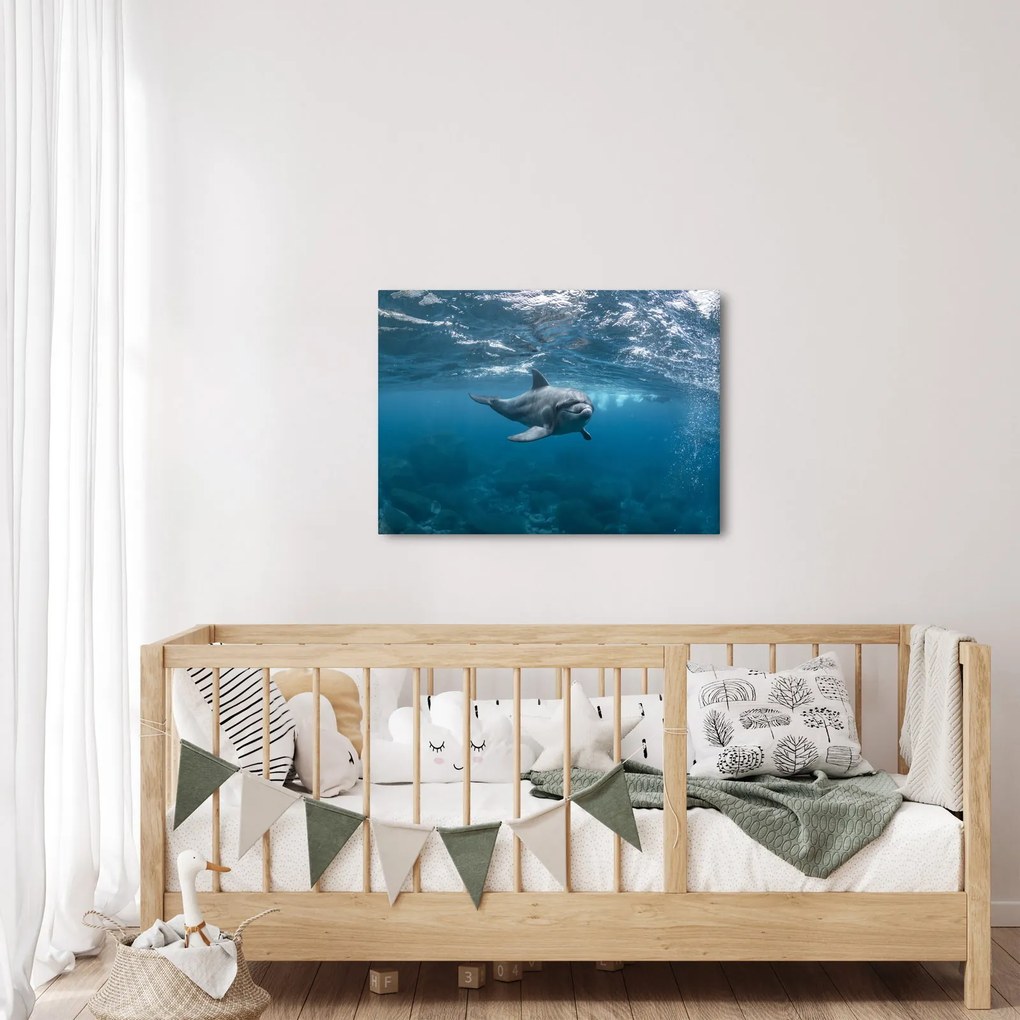 Obraz - Delfín pod hladinou (70x50 cm)
