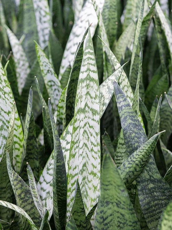 Sansevieria zeylanica 12x40 cm