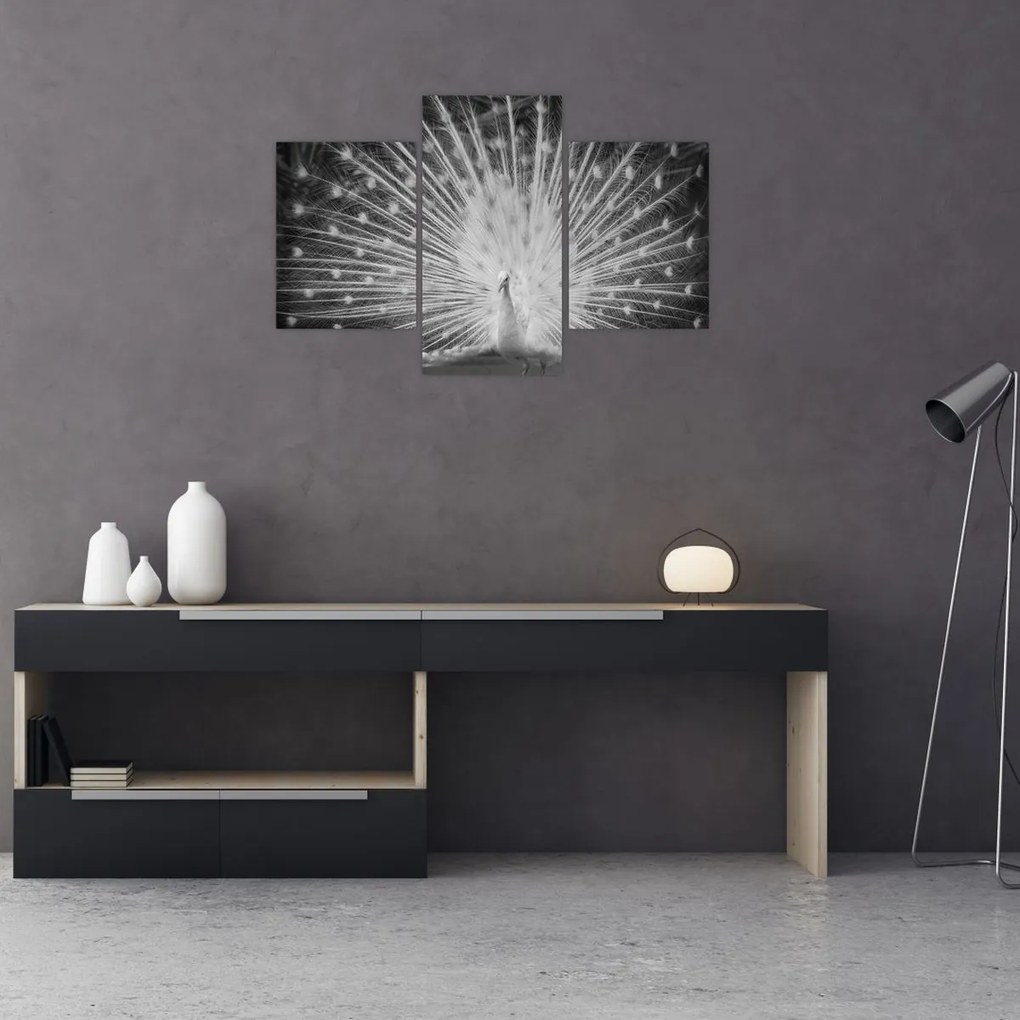 Obraz - Biely páv (90x60 cm)
