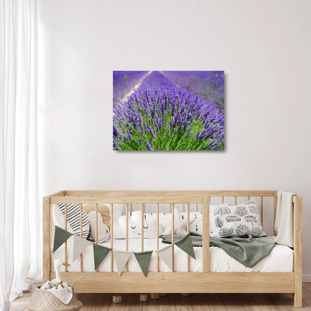 Sklenený obraz - levanduľa (70x50 cm)