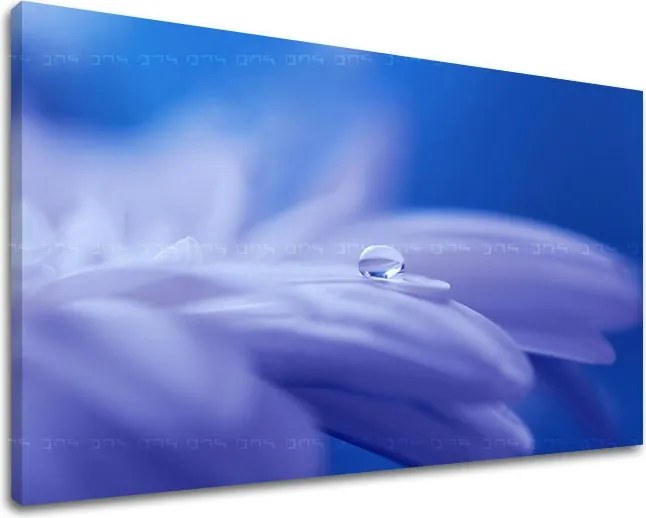 Obraz na stenu KVETY KV087E11 - 100x150 cm