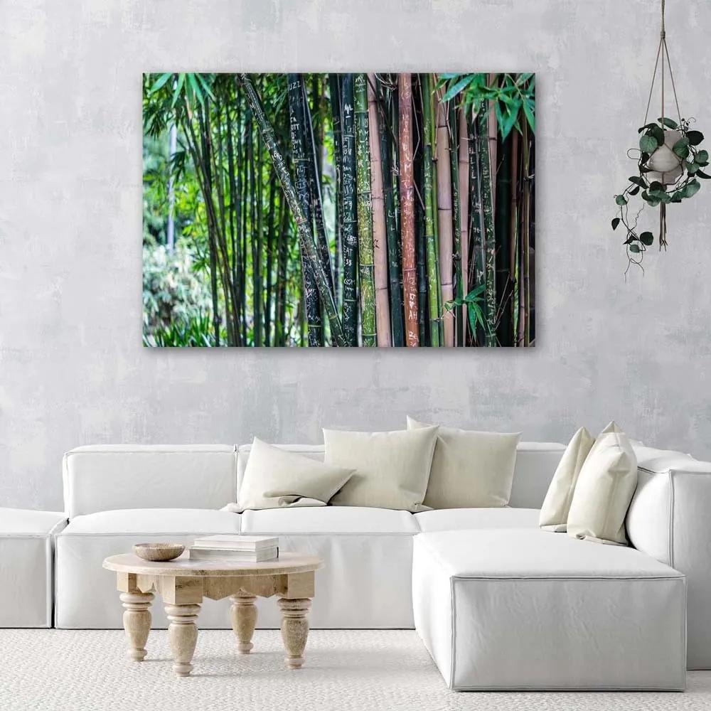 Obraz na plátně Bambusová lesní zelená - 100x70 cm