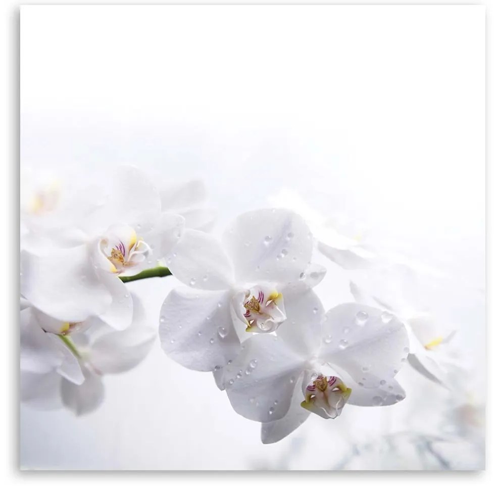 Gario Obraz na plátne Biele orchidey na bielom pozadí Rozmery: 30 x 30 cm