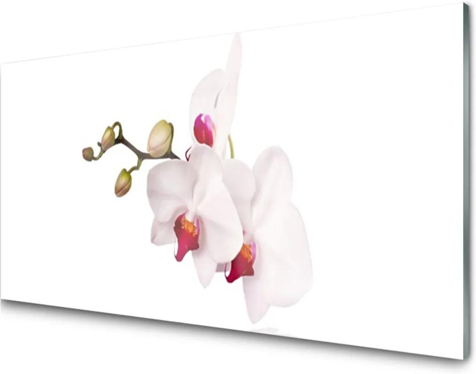 Sklenený obklad Do kuchyne Kvety Príroda Orchidea