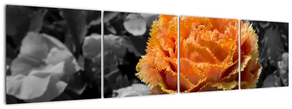 Oranžový kvet na čiernobielom pozadí - obraz
