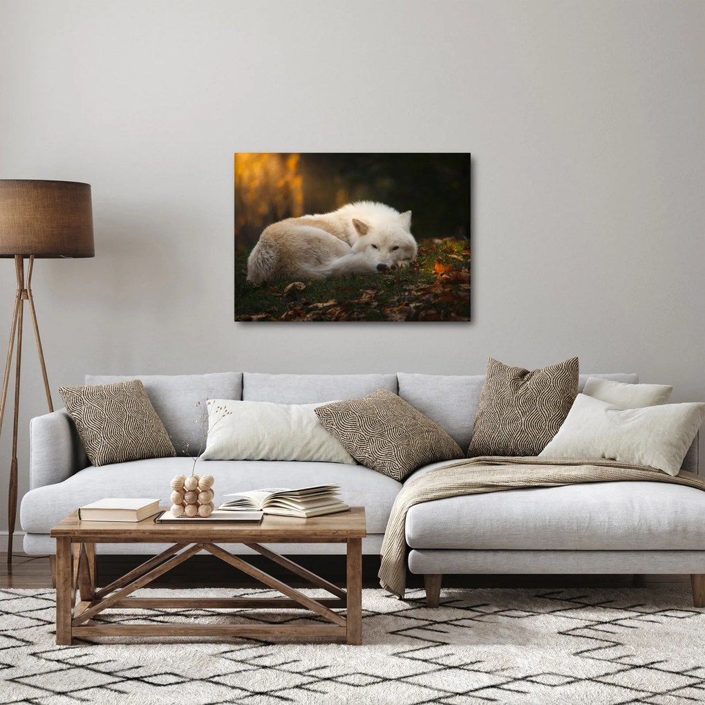 Obraz - Odpočívajúci vlk (70x50 cm)