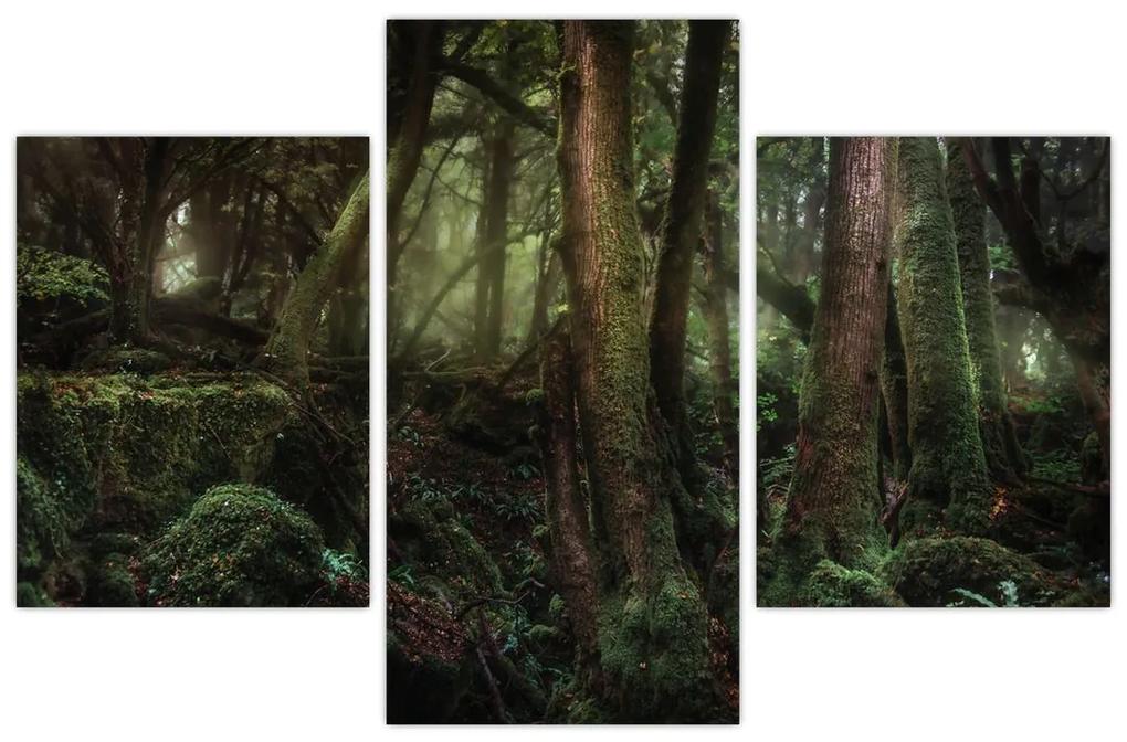 Obraz - Tajomný les (90x60 cm)