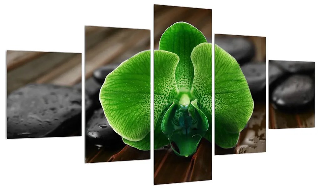 Obraz kvetu zelenej orchidee (K011770K12570)