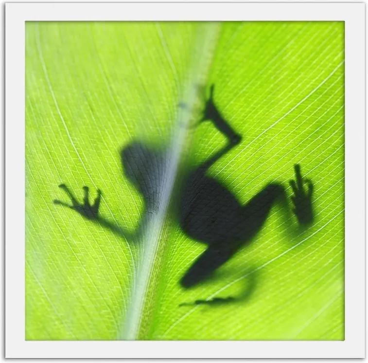 CARO Obraz v ráme - Frog On A Green Leaf Biela 20x20 cm