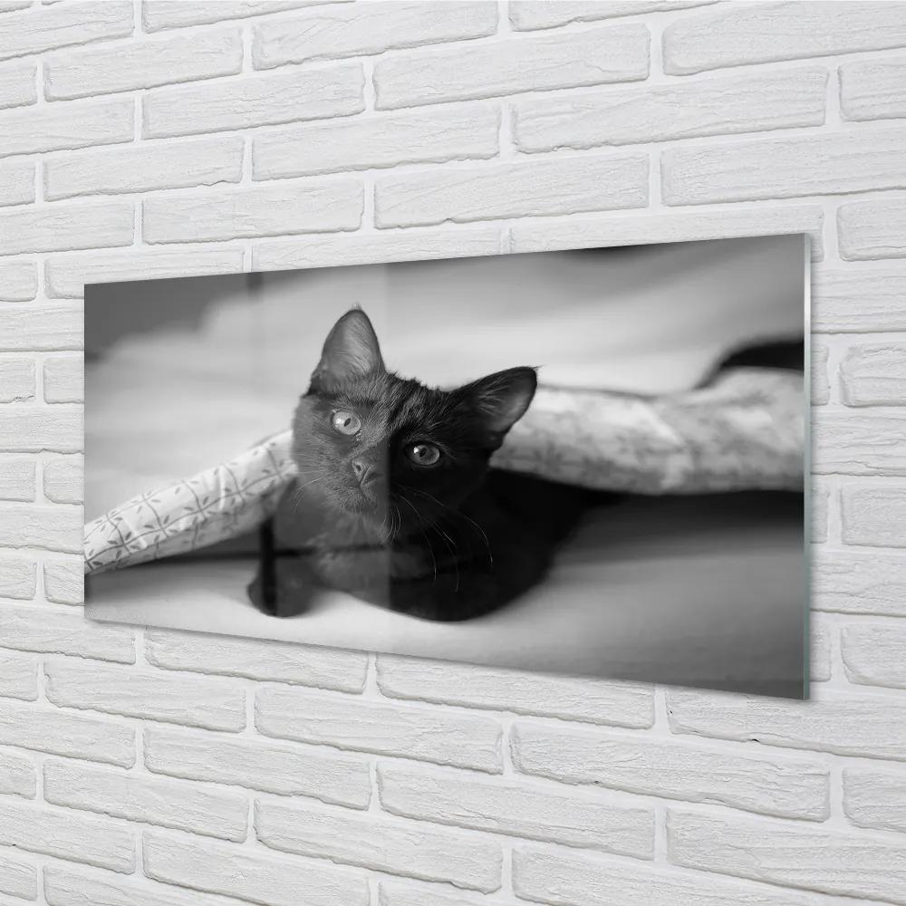 Obraz na akrylátovom skle Mačka pod prikrývkou 100x50 cm