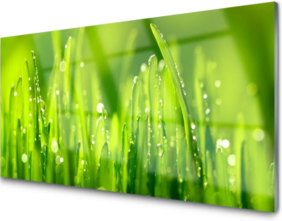 Obraz plexi Zelená tráva kvapky rosy