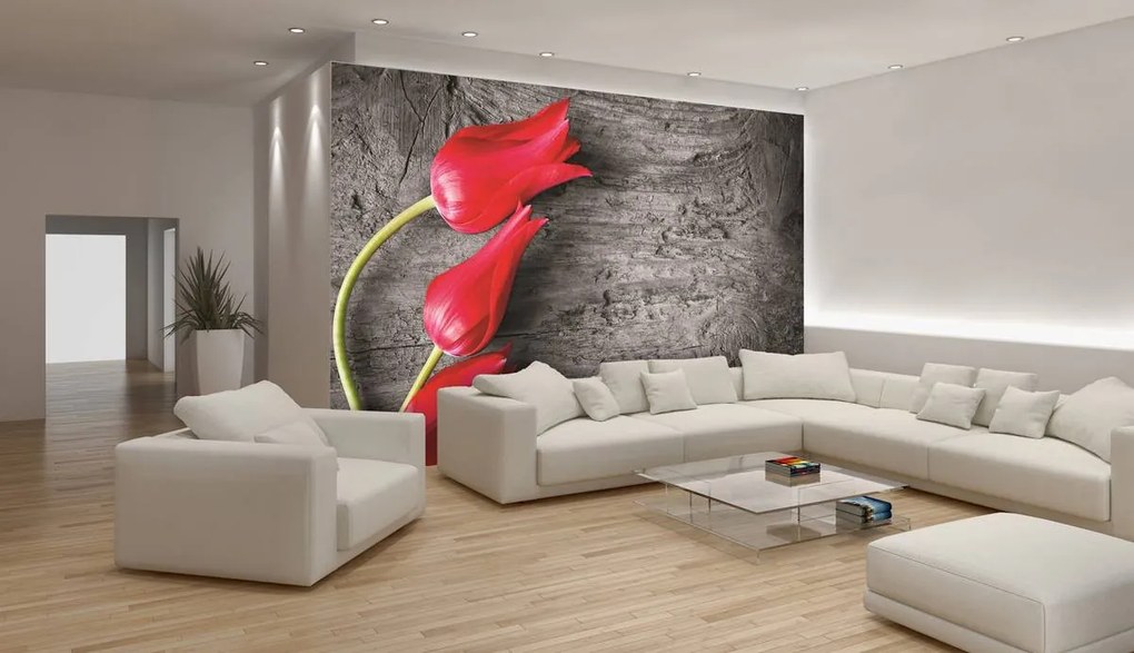 Fototapeta - Červené tulipány (152,5x104 cm)
