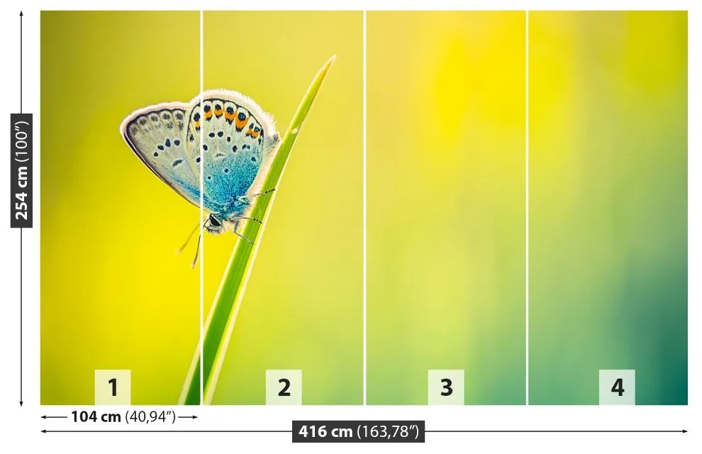 Fototapeta Vliesová Motýľ 250x104 cm