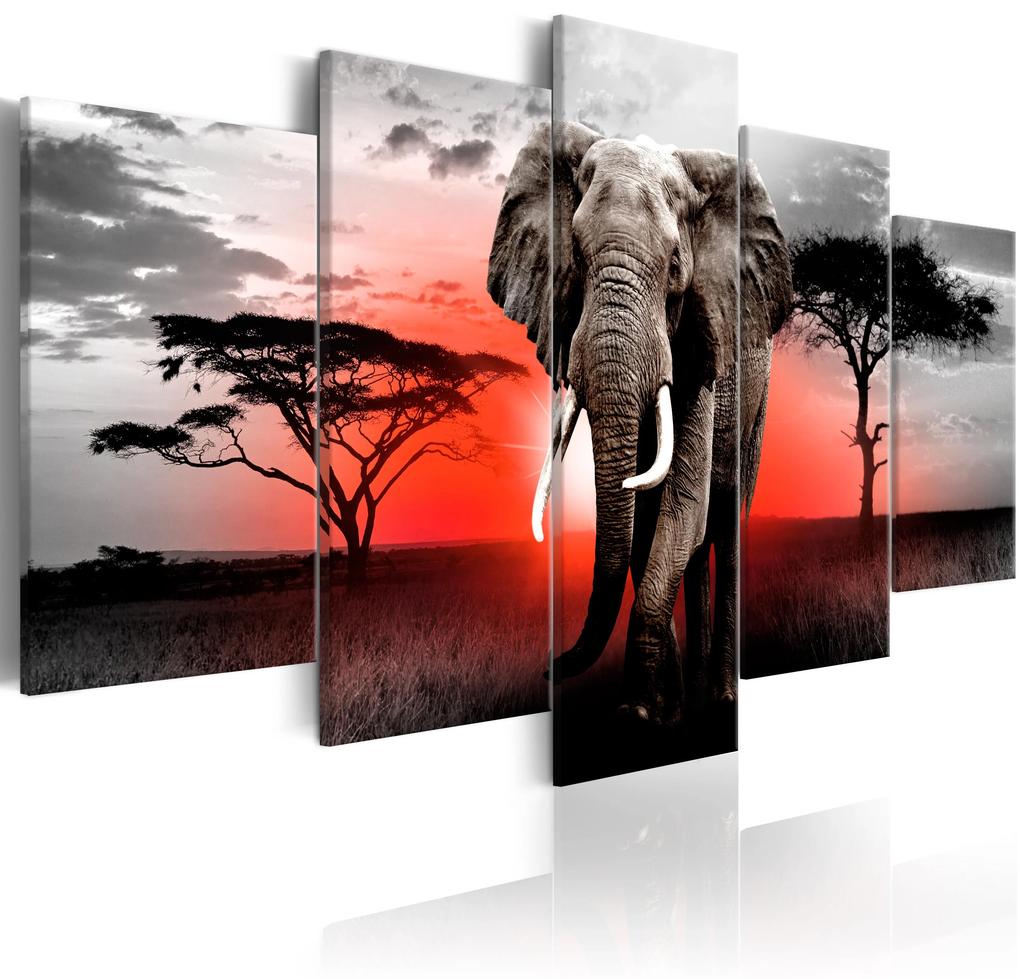 Artgeist Obraz - Lonely Elephant Veľkosť: 100x50, Verzia: Premium Print
