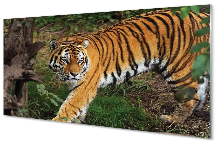 Sklenený obraz Tiger Woods 140x70 cm