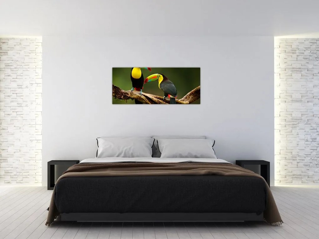 Obraz sediacich tukanov, Costa Rica (120x50 cm)