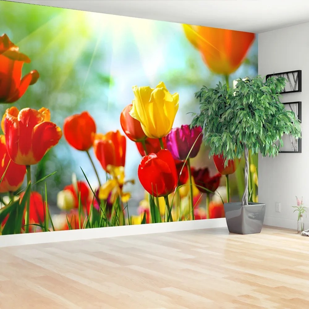 Fototapeta Vliesová Kvety tulipánov 208x146 cm