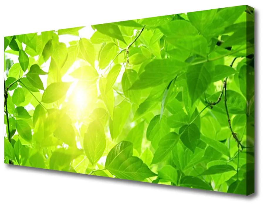 Obraz Canvas Listy príroda slnko rastlina 140x70 cm