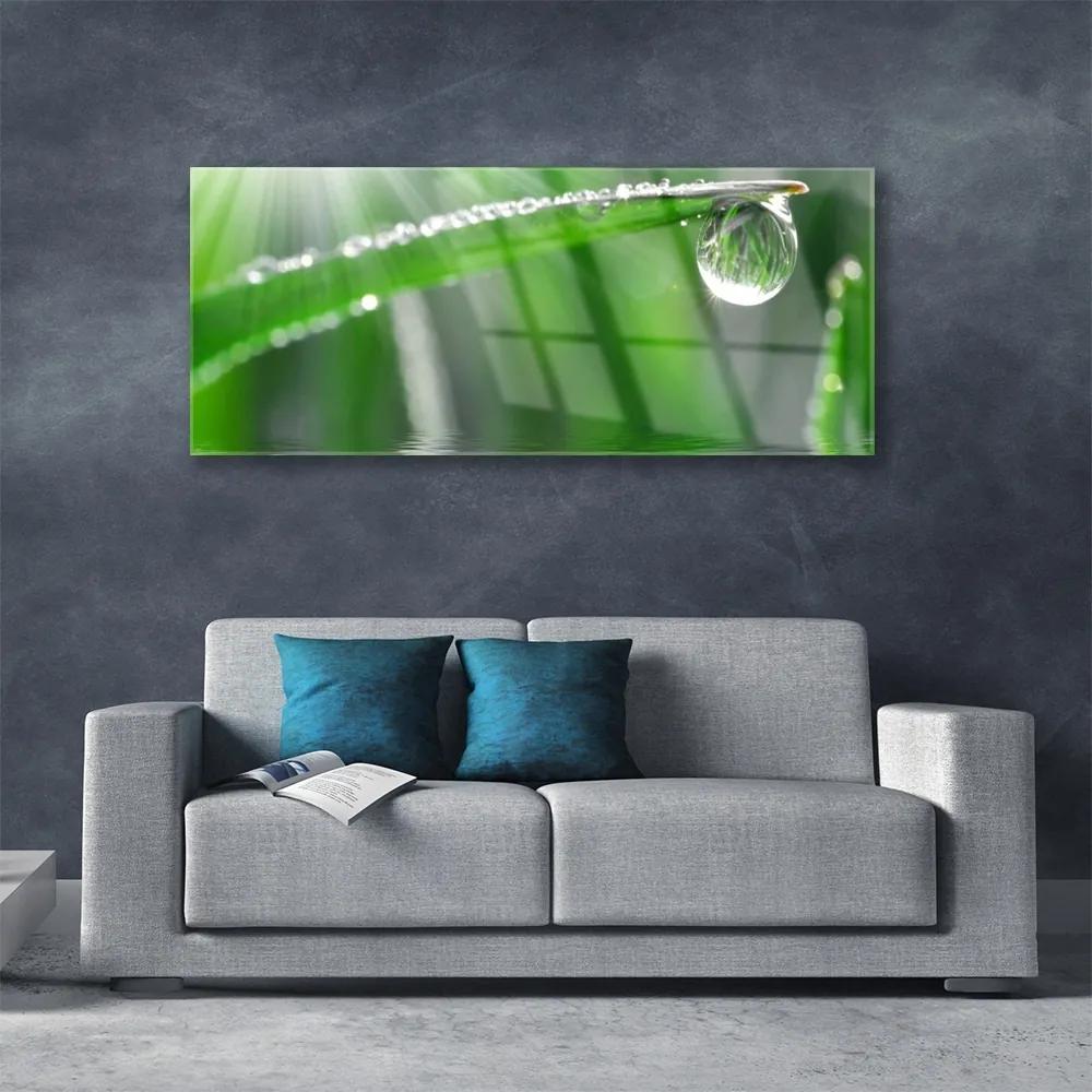 Obraz plexi Kvapka rosa list tráva 125x50 cm