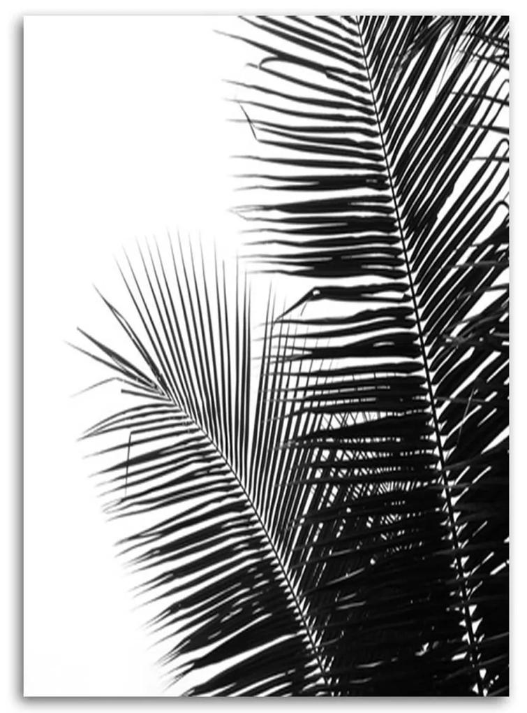 Obraz na plátně Palm Leaf Black White - 60x90 cm