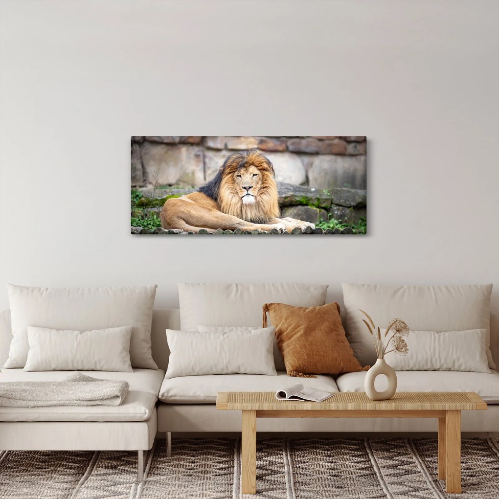 Obraz leva (120x50 cm)