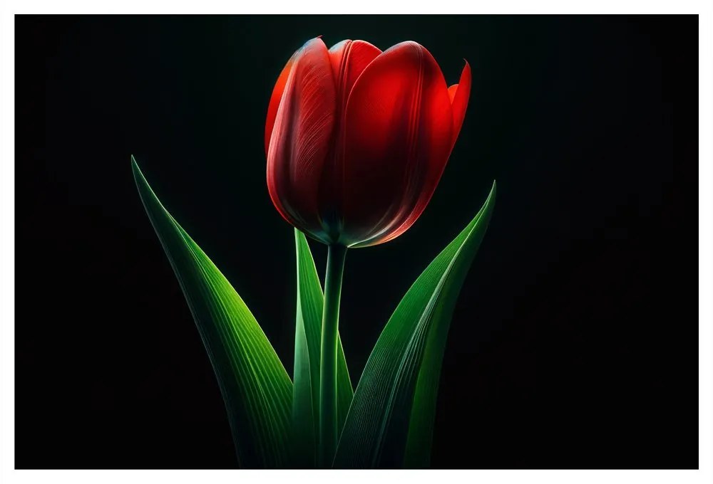 Obraz červená tulipánová elegancia