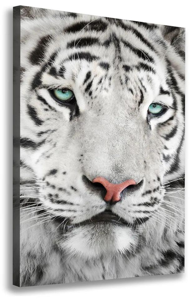 Foto obraz canvas Biely tiger pl-oc-70x100-f-104866855