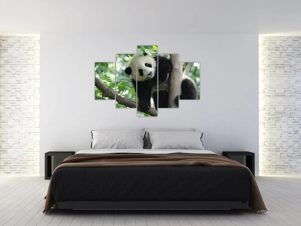 Obraz - Panda na strome (150x105 cm)