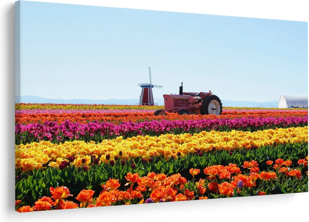 Obraz tulipánové farmy (90x60 cm)