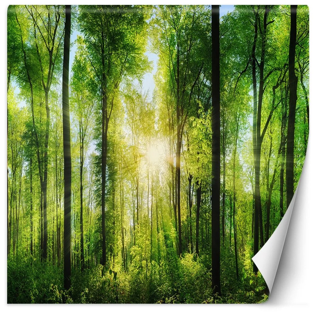 Gario Fototapeta Slnko svieti cez koruny stromov Materiál: Vliesová, Rozmery: 200 x 200 cm