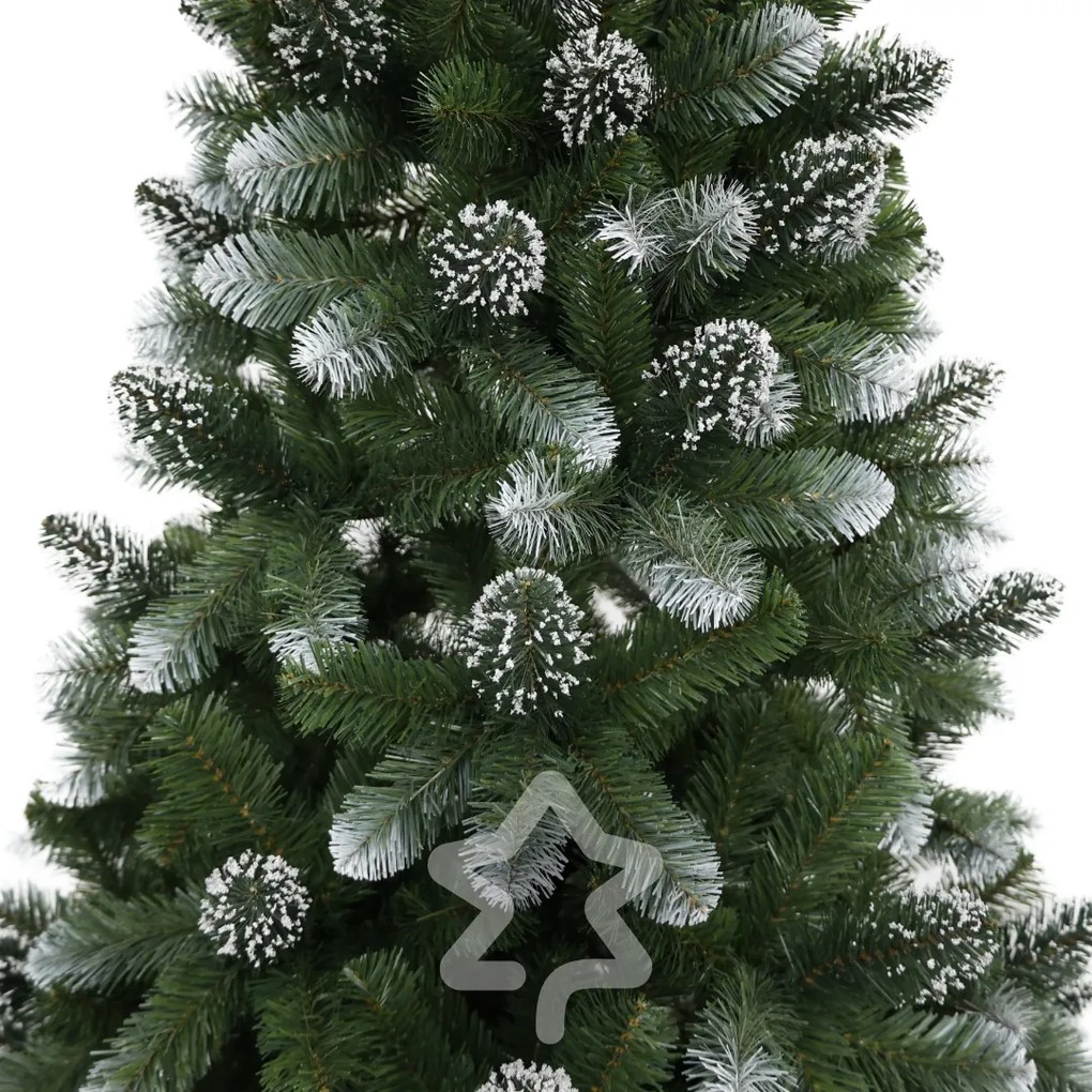 Borovica zasněžená 150 cm