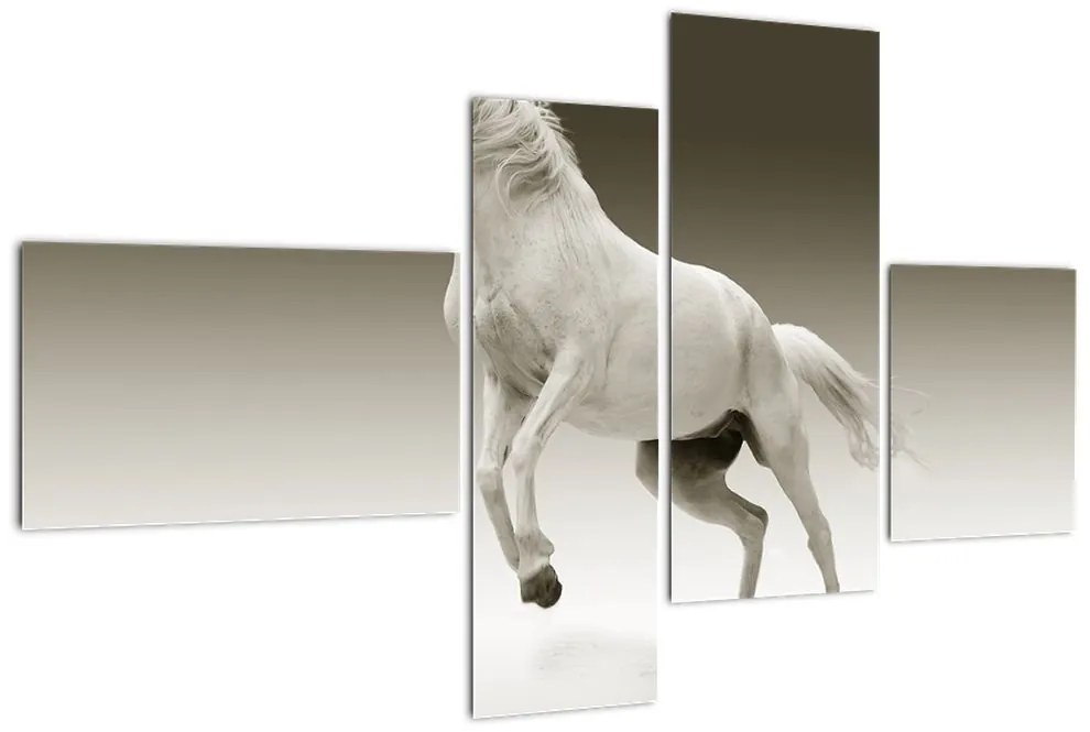 Obrazy bieleho koňa